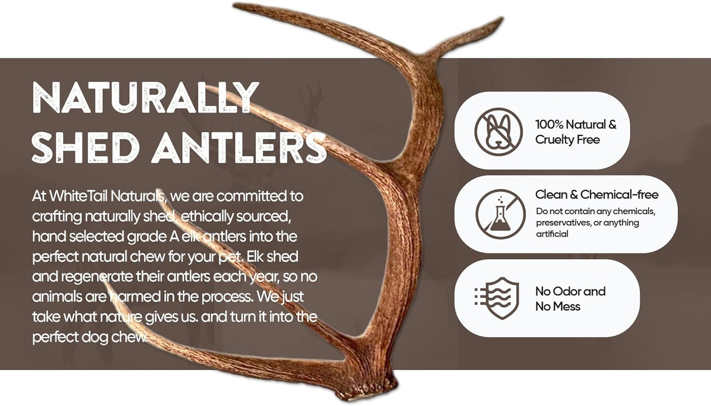 (Unbranded) Medium | Split Elk/Red Deer Antler Dog Chews