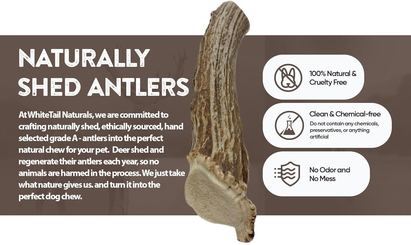 (Unbranded) Small | Elk/Red Deer Antler Dog Chews Bulk