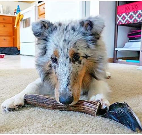 (Branded) Large | Whole Elk/ Red Deer Antler Dog Chew Bulk